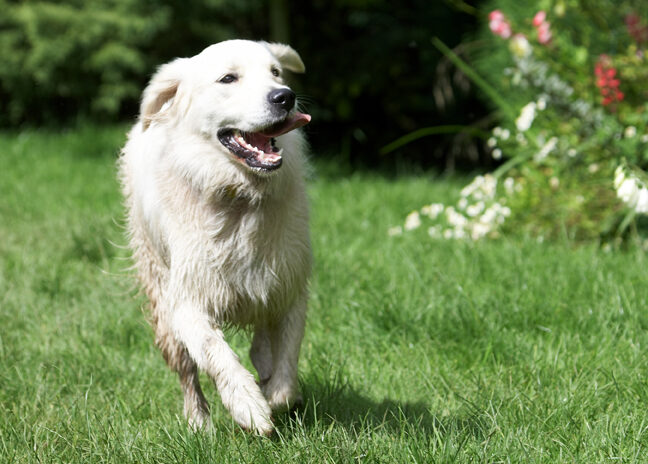 Ball, Dog, Dogs, Golden Retriever, Retrievers, Tia, Tongue