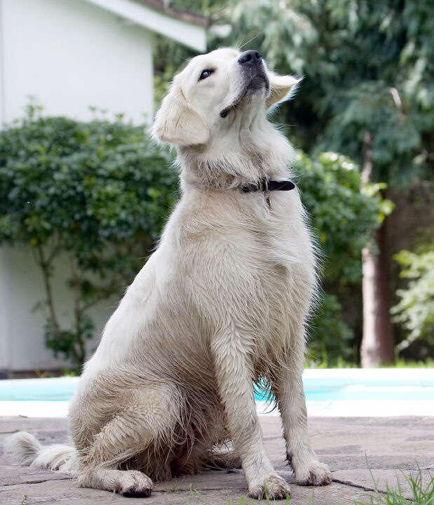 Ball, Dog, Dogs, Golden Retriever, Retrievers, Tia, Tongue