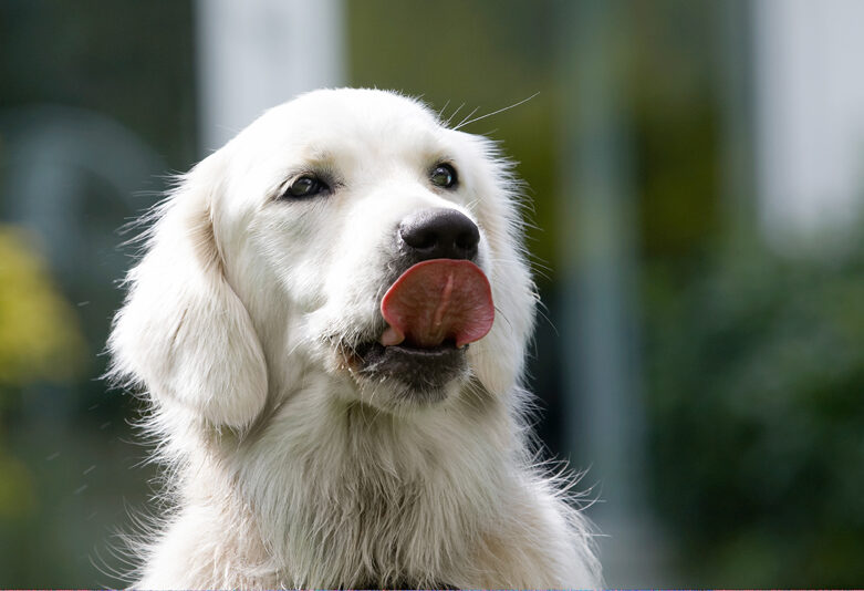 Ball, Dog, Dogs, Golden Retriever, Retrievers, Tia, Tongue
