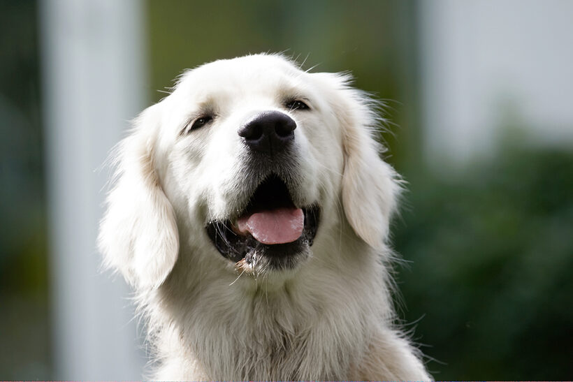 Ball, Dog, Dogs, Golden Retriever, Retrievers, Tia, Tongue