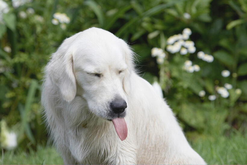 Ball, Dog, Dogs, Golden Retriever, Retrievers, Tia, Tongue