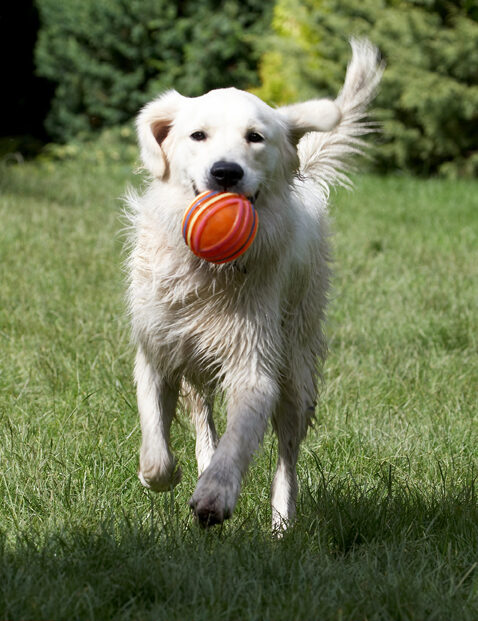 Ball, Dog, Dogs, Golden Retriever, Retrievers, Tia, Tongue