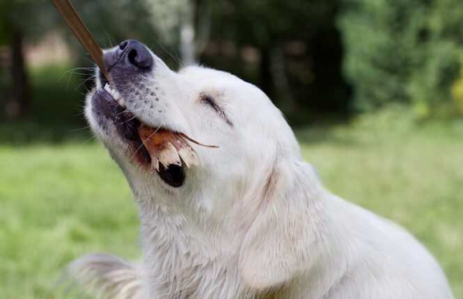 Ball, Dog, Dogs, Golden Retriever, Retrievers, Tia, Tongue