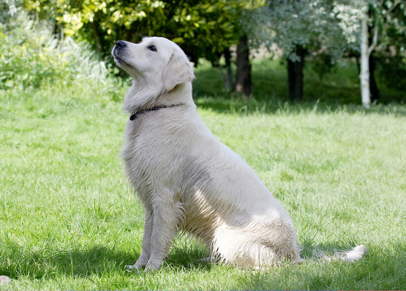 Ball, Dog, Dogs, Golden Retriever, Retrievers, Tia, Tongue