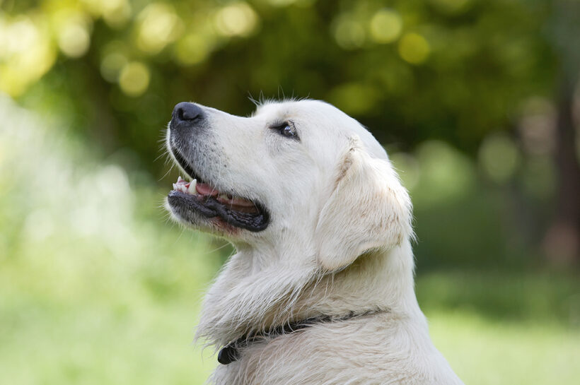 Ball, Dog, Dogs, Golden Retriever, Retrievers, Tia, Tongue