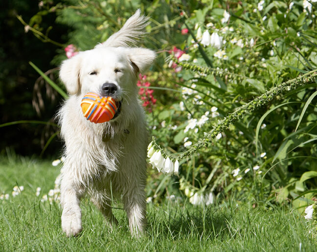 Ball, Dog, Dogs, Golden Retriever, Retrievers, Tia, Tongue