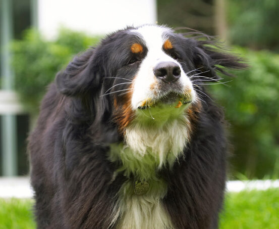 Bernese Mountain Dog, Digby, Dogs