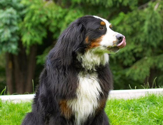 Bernese Mountain Dog, Digby, Dogs, Tongue