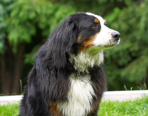 Bernese Mountain Dog, Digby, Dogs