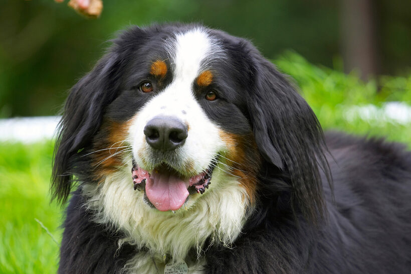 Bernese Mountain Dog, Digby, Dogs, Tongue