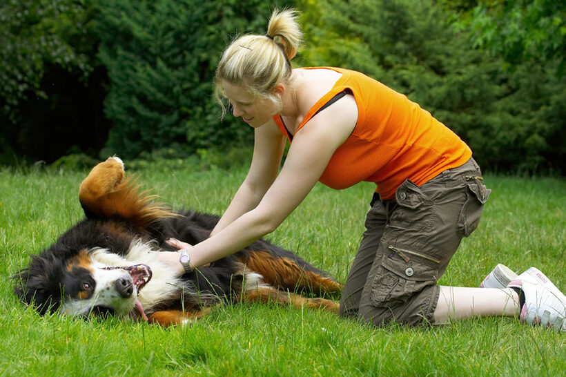 Bernese Mountain Dog, Digby, Dogs
