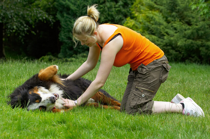 Bernese Mountain Dog, Digby, Dogs
