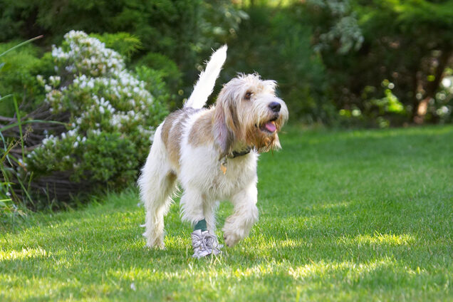 Dog, Dogs, Grand Vendeed Bassett Hound, Hounds, Libbie, Tongue
