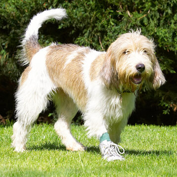 Dog, Dogs, Grand Vendeed Bassett Hound, Hounds, Libbie, Tongue