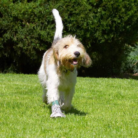 Dog, Dogs, Grand Vendeed Bassett Hound, Hounds, Libbie, Tongue