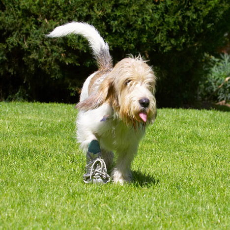 Dog, Dogs, Grand Vendeed Bassett Hound, Hounds, Libbie, Tongue