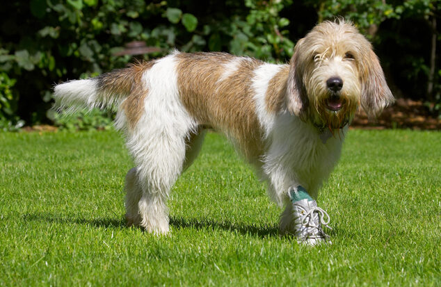 Dog, Dogs, Grand Vendeed Bassett Hound, Hounds, Libbie, Tongue