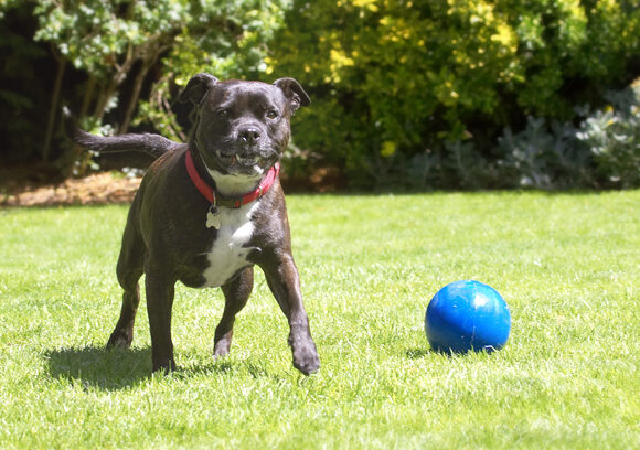 Dog, Dogs, Kira, Staffordshire Bull Terrier, Terriers