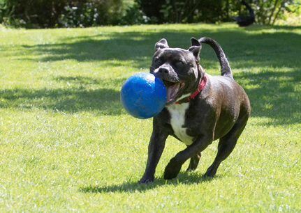 Dog, Dogs, Kira, Staffordshire Bull Terrier, Terriers