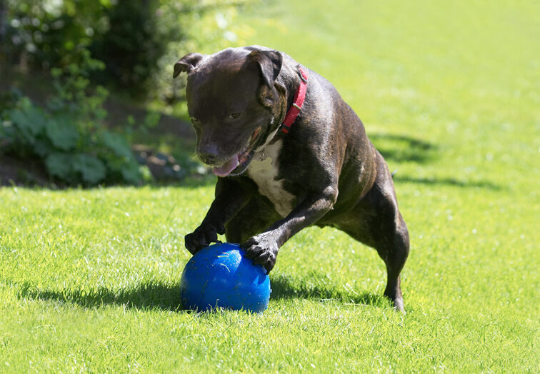 Dog, Dogs, Kira, Staffordshire Bull Terrier, Terriers