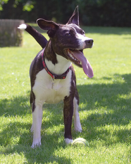 Collie, Dog, Dogs, Sasha, Staffordshrie Bull Terrier, Terriers, Tongue