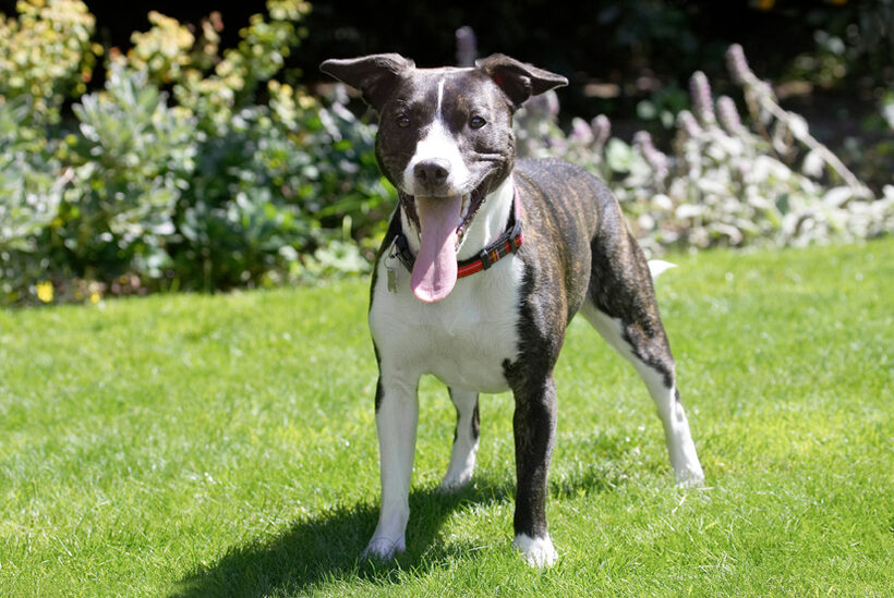 Collie, Dog, Dogs, Sasha, Staffordshrie Bull Terrier, Terriers, Tongue