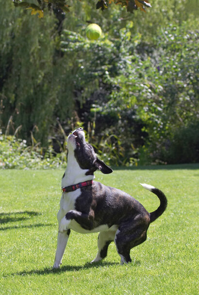 Collie, Dog, Dogs, Sasha, Staffordshrie Bull Terrier, Terriers, Tongue