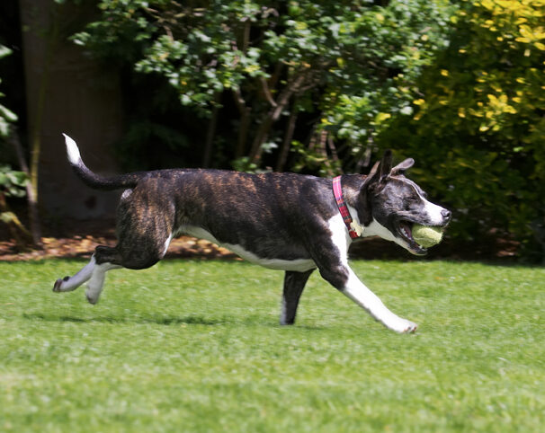 Collie, Dog, Dogs, Sasha, Staffordshrie Bull Terrier, Terriers, Tongue