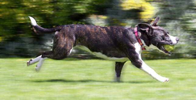 Collie, Dog, Dogs, Sasha, Staffordshrie Bull Terrier, Terriers, Tongue