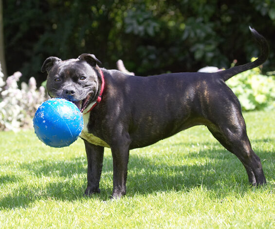 Dog, Dogs, Kira, Staffordshire Bull Terrier, Terriers