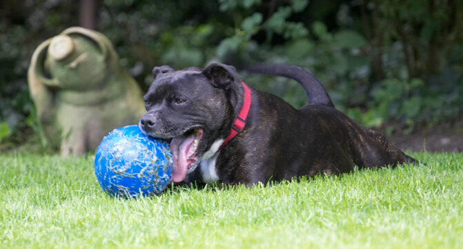 Dog, Dogs, Kira, Staffordshire Bull Terrier, Terriers, Tongue
