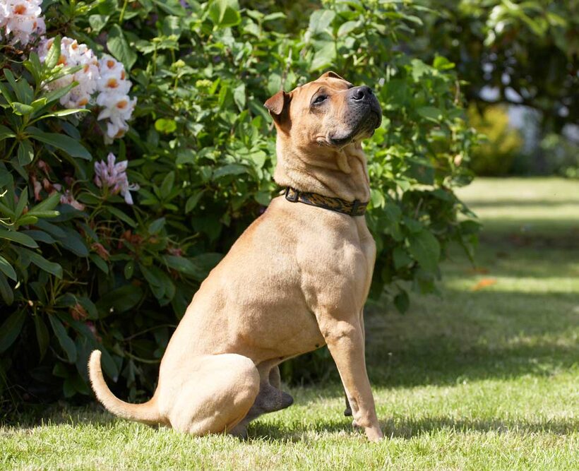 Animal, Animals, Canine, Canines, Dog, Dogs, Land Mammal, Land Mammals, Play, Playng, Playtime, Shar-pei, Shar-peis, Sit, sitting, Stick, Terrestrial Mammal, Terrestrial Mammals