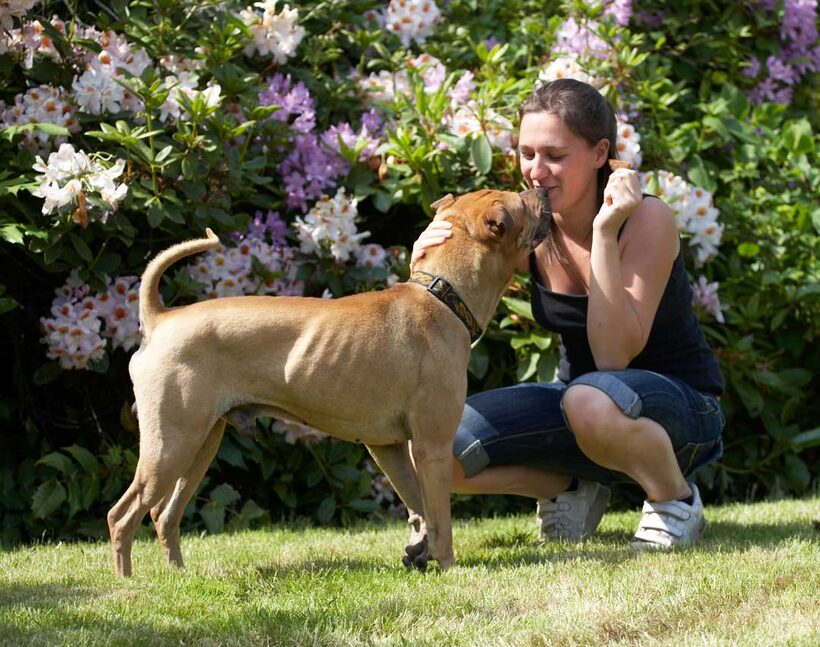 Animal, Animals, Canine, Canines, Dog, Dogs, Kiss, kissing, Land Mammal, Land Mammals, Play, Playng, Playtime, Shar-pei, Shar-peis, Stick, Terrestrial Mammal, Terrestrial Mammals, Verity