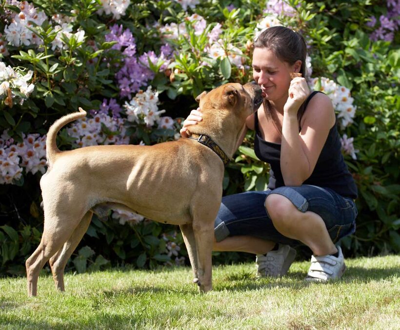Animal, Animals, Canine, Canines, Dog, Dogs, Kiss, kissing, Land Mammal, Land Mammals, Play, Playng, Playtime, Shar-pei, Shar-peis, Stick, Terrestrial Mammal, Terrestrial Mammals, Verity