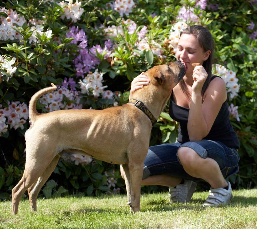 Animal, Animals, Canine, Canines, Dog, Dogs, Kiss, kissing, Land Mammal, Land Mammals, Play, Playng, Playtime, Shar-pei, Shar-peis, Stick, Terrestrial Mammal, Terrestrial Mammals, Verity