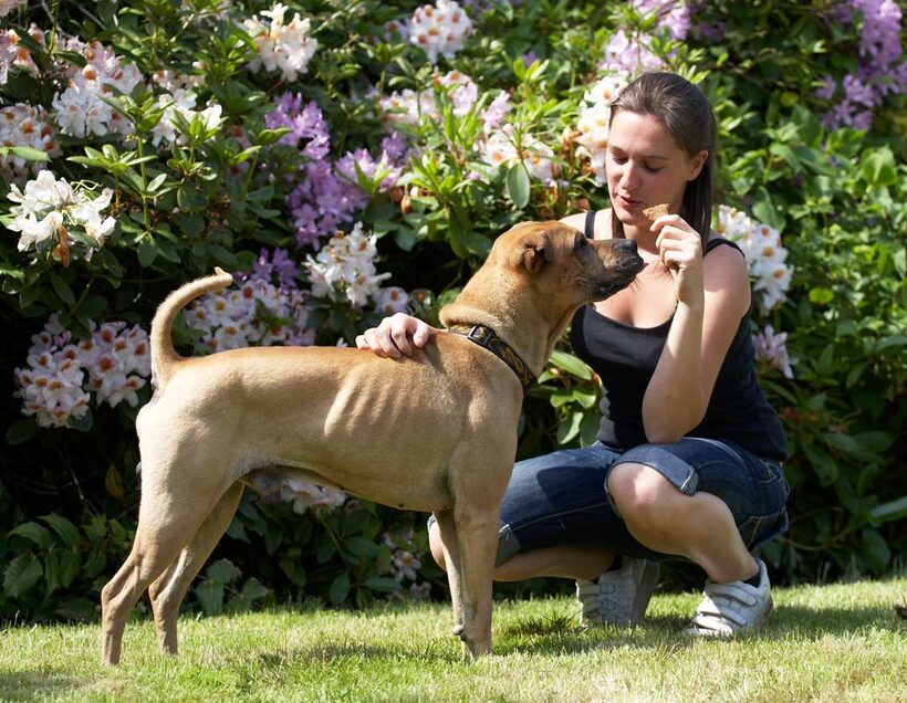 Animal, Animals, Canine, Canines, Dog, Dogs, Land Mammal, Land Mammals, Play, Playng, Playtime, Shar-pei, Shar-peis, Stick, Terrestrial Mammal, Terrestrial Mammals, verity