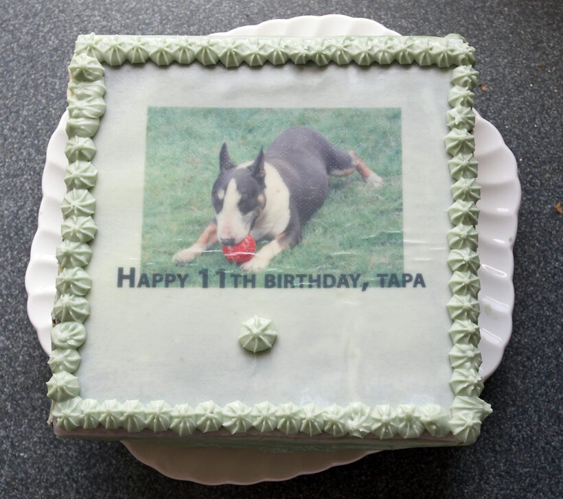 Animal, Animals, Birthday, Birthday cake, Bullies, Bully, cake, Canine, Canines, Dog, Dogs, English Bull Terrier, Land Mammal, Land Mammals, Tapa, Terrestrial Mammal, Terrestrial Mammals, Terriers