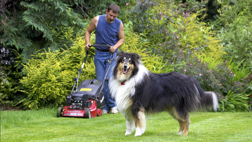 Collies, Dog, Dogs, Grzegorz, Rough collie, Scooby