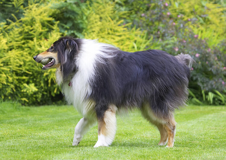 Collies, Dog, Dogs, Rough collie, Scooby