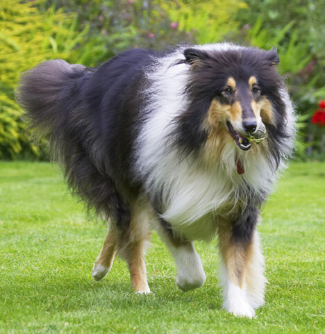 Collies, Dog, Dogs, Rough collie, Scooby