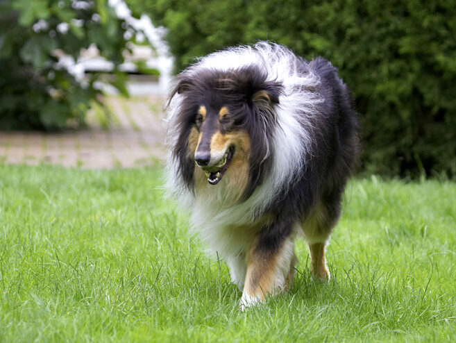 Collies, Dog, Dogs, Rough collie, Scooby