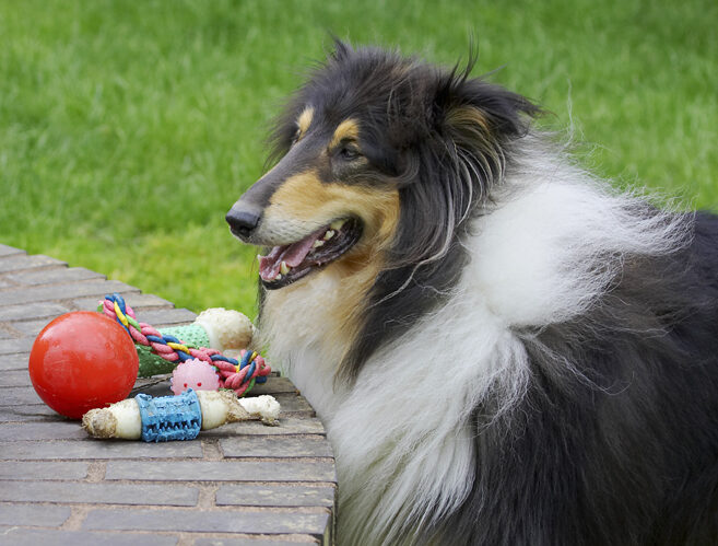 Collies, Dog, Dogs, Rough collie, Scooby