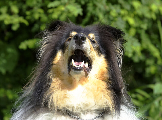 Collies, Dog, Dogs, Rough collie, Scooby