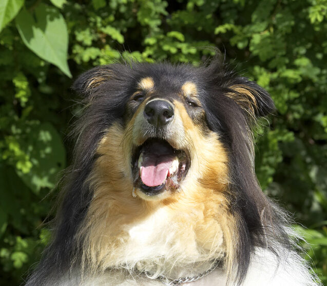 Collies, Dog, Dogs, Rough collie, Scooby, Tongue