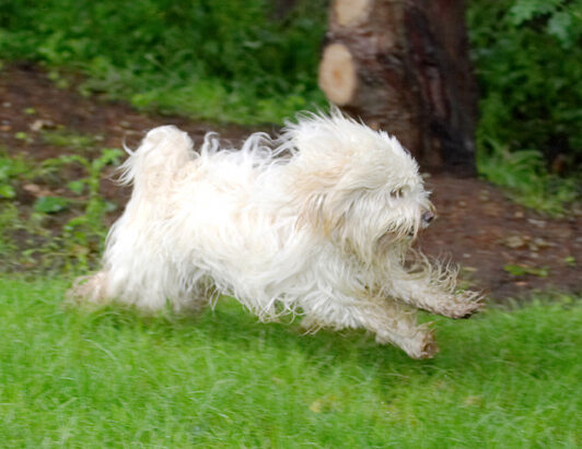 Dog, Dogs, Play, Playing, Run, Running, Rupert, Terriers, Tibetan Terrier