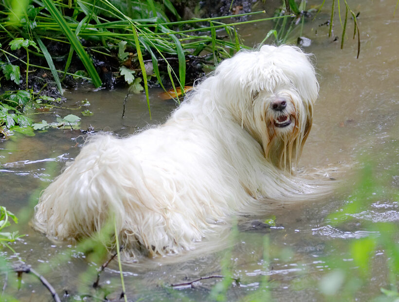 Dog, Dogs, Play, Playing, Run, Running, Rupert, Swimming, Terriers, Tibetan Terrier, Water