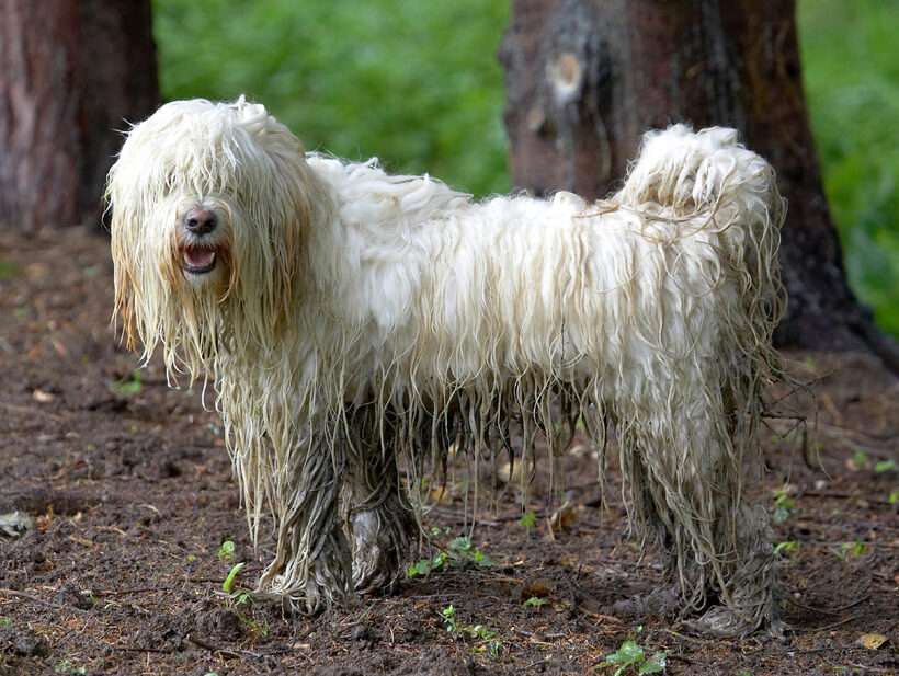 Dog, Dogs, Play, Playing, Run, Running, Rupert, Terriers, Tibetan Terrier