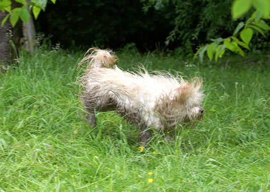Dog, Dogs, Play, Playing, Run, Running, Rupert, Terriers, Tibetan Terrier
