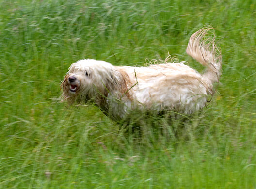 Dog, Dogs, Play, Playing, Run, Running, Rupert, Terriers, Tibetan Terrier