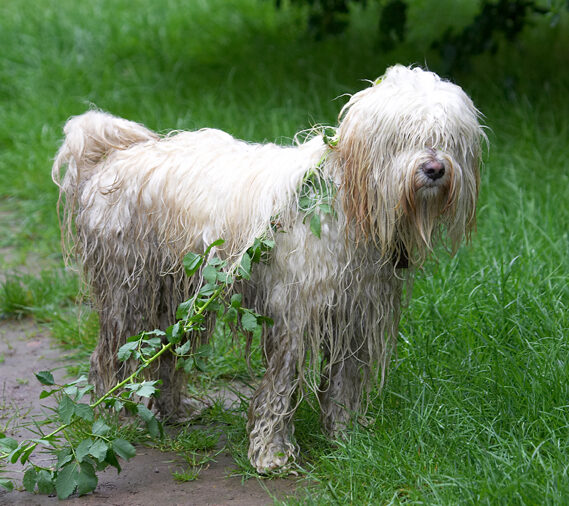 Dog, Dogs, Play, Playing, Run, Running, Rupert, Terriers, Tibetan Terrier